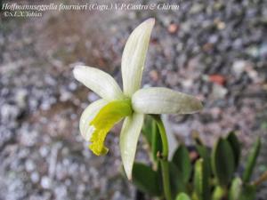 Cattleya fournieri