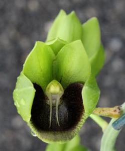 Catasetum socco