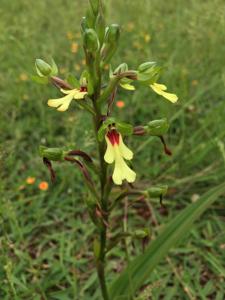 Cynorkis flexuosa