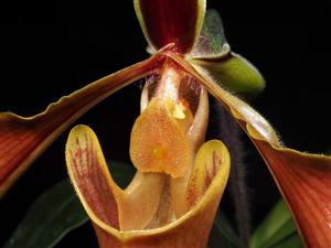 Paphiopedilum villosum