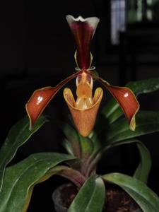 Paphiopedilum villosum