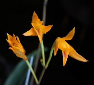 Bifrenaria aureofulva
