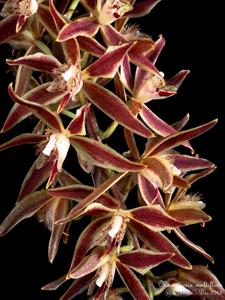 Macradenia multiflora