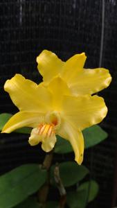 Dendrobium lowii