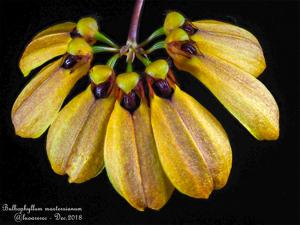 Bulbophyllum mastersianum