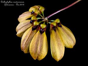 Bulbophyllum mastersianum