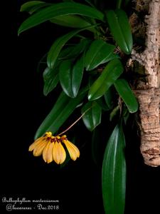 Bulbophyllum mastersianum