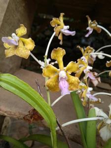 Vanda limbata