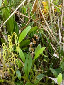 Stelis superbiens