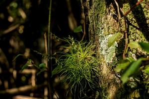 Phymatidium falcifolium