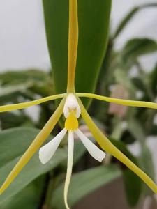 Epidendrum nocturnum