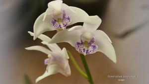 Dendrobium kingianum