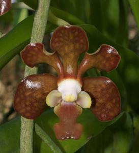 Vanda brunnea