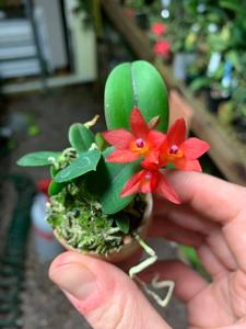 Cattleya alagoensis