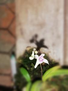 Dendrobium microbulbon