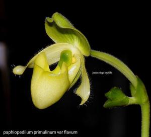 Paphiopedilum primulinum