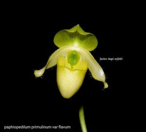 Paphiopedilum primulinum