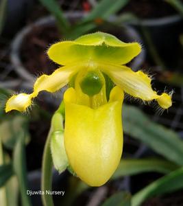 Paphiopedilum primulinum