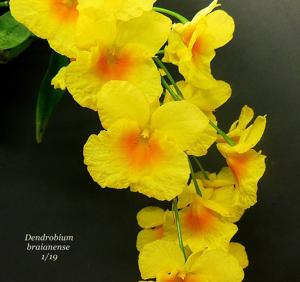 Dendrobium braianense
