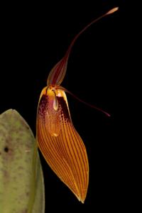 Restrepia antennifera