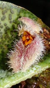 Acianthera dodsonii