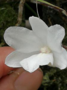 Dendrobium kruiense