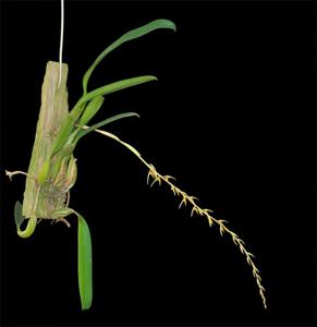 Bulbophyllum rufinum
