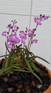 Sarcochilus ceciliae