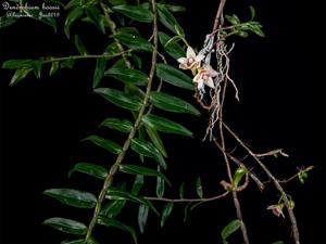 Dendrobium boosii
