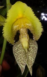 Catasetum fimbriatum