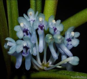 Cleisocentron merrillianum