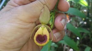 Selenipedium palmifolium