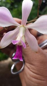 Encyclia dichroma