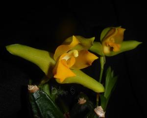 Lycaste consobrina