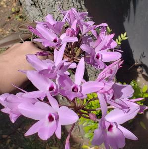 Laelia rubescens