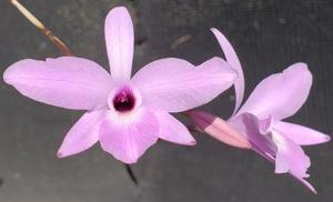 Laelia rubescens