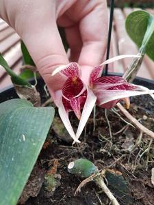 Bulbophyllum reticulatum