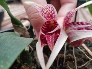Bulbophyllum reticulatum