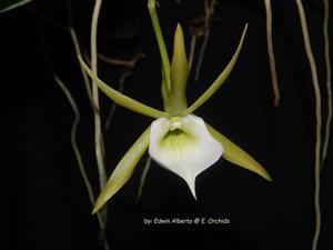 Angraecum eichlerianum