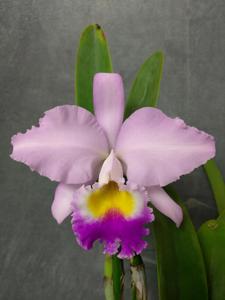 Cattleya mendelii