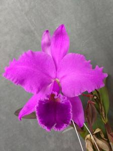 Cattleya labiata