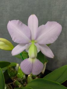 Cattleya walkeriana