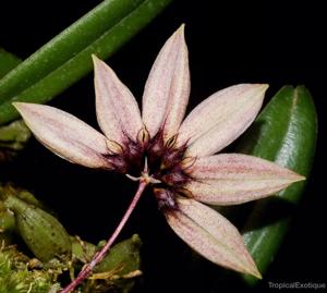 Bulbophyllum brevibrachiatum