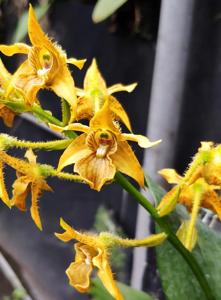 Dendrobium macrophyllum