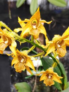 Dendrobium macrophyllum