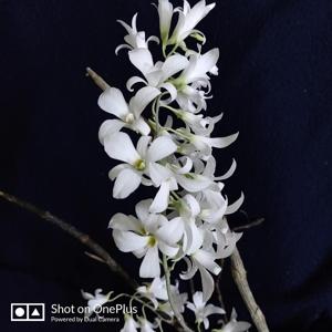 Dendrobium barbatulum