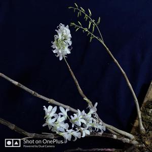 Dendrobium barbatulum