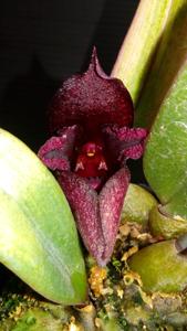 Bulbophyllum cruentum