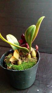 Bulbophyllum cruentum