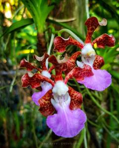 Vanda insignis